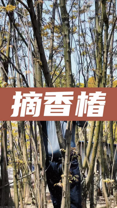 香椿雞蛋有，就缺二兩酒！
